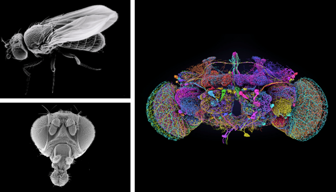 fruit_fly_p2_fig1